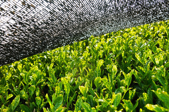Kabuse Sencha is a premium tea rich in umami flavour among Japanese tea. Its shaded for two weeks with a black nest before being harvested in early spring.