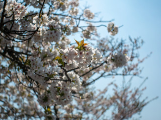 空と桜５