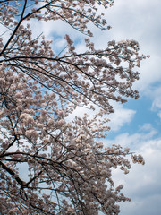 雲の間の空と桜