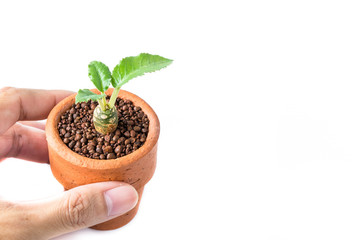 Little plant in plastic pot isolated on white background. Space for add text. Eco Plants energy saving concept.