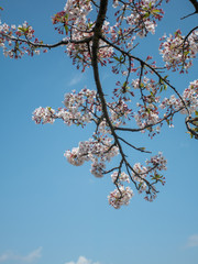 空と桜４