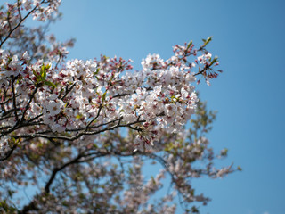 空と桜３