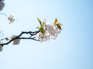 空と桜２
