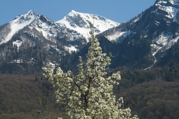 Flowering trees in the Caucasus mountains, Sochi, Russia.