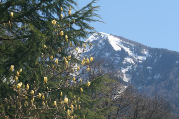 Flowering trees in the Caucasus mountains, Sochi, Russia.