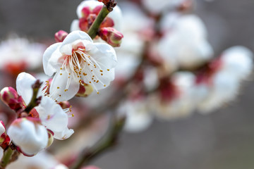 梅の花　初春イメージ