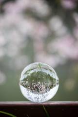 満開の桜の花と透明な水晶ガラスボール