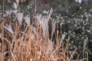 Fototapeta premium Leaves and trees background, close up, beautiful nature.
