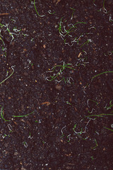 herbs seedlings indoor in trays, tiny onion leaves popping out of the soil