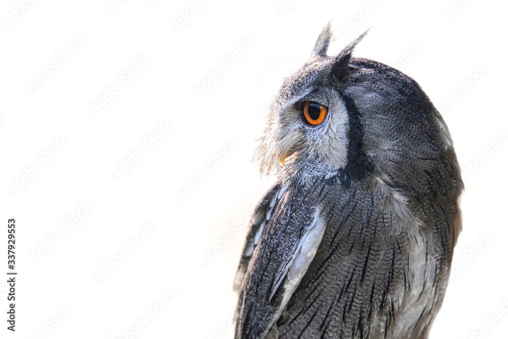 Poster half length profile portrait of a white faced scops owl isolated on a white background