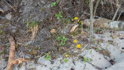 yellow flowers on sand