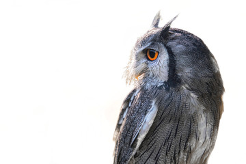 Half length profile portrait of a white faced scops owl isolated on a white background 