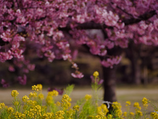 河津桜と菜の花、春の主役達