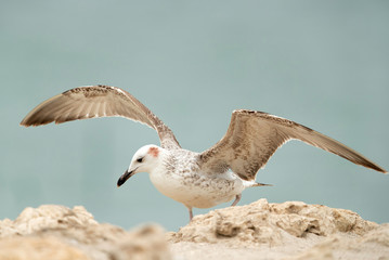 Lesser Black-backed Gull Juvenile on Limestone rock, Bahrain