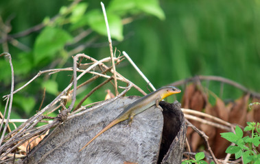 East Indian Brown Skin, Many-lined Sun Skink, or Common Sun Skink, Lizards in the park, Lizards camouflage on tree trunks