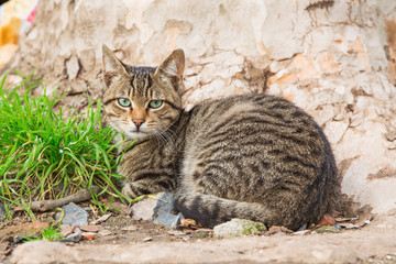 Striped stray cat of Istanbul city with bright green eyes and very serious appearance.
