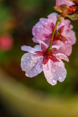 Obraz premium 桜の花 春イメージ