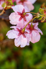 桜の花　春イメージ