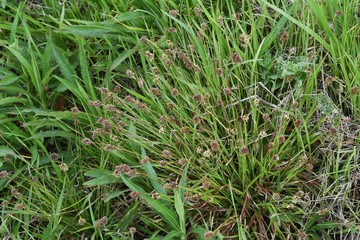 Fototapeta premium Luzula capitata / Juncaceae prennial weeds.