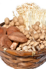 キノコの日光浴で、うま味アップ。食べ物、食材イメージ素材、白背景