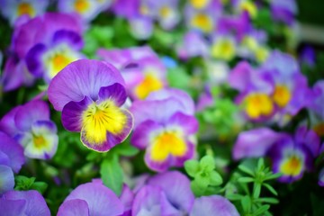 colorful spring flowers