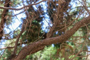 Fototapeta premium squirrel on a tree