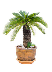 Palm tree cycas revoluta in clay pots isolated on white background, used for in interiors home, garden and park decoration