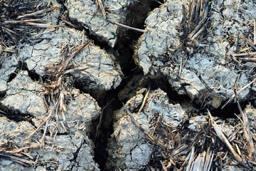 Deep cracks in dry soil and dry rice stump
