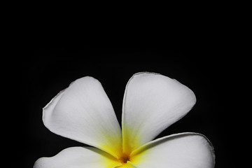 Fototapeta na wymiar Close up white flower on black background , Plumeria flower isolate