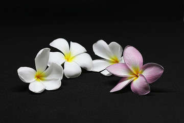 Close up group of flowers on black background , Plumeria flower isolate