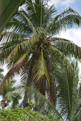 Fototapeta premium coconut palm tree