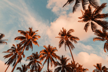 Copy space of tropical palm tree with sun light on sky background.