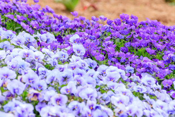 Obraz premium パンジーとビオラ 火の山公園トルコチューリップ園 山口県下関市 Pansy and Viola flower Hinoyama Park Yamaguchi Shimonoseki city
