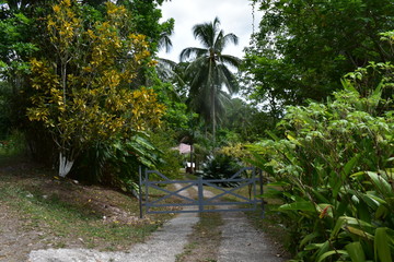 path in the garden