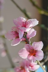 Fototapeta na wymiar Beautiful pink flowers with blur background,Nectarine flowers .
