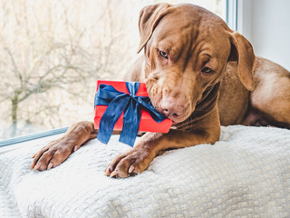 Adorable, charming puppy of chocolate color. Close-up, side view. Studio photo, white color. Concept of care, education, obedience training and raising of animals