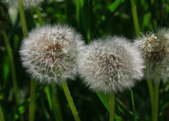 dandelion on green background