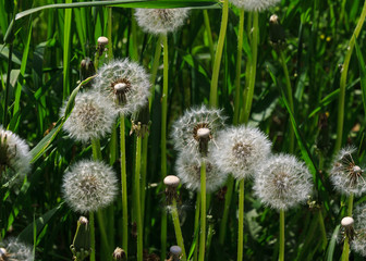 dandelion on green grass