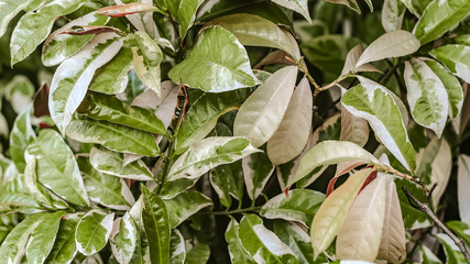 Obraz premium Tropical green leaves close-up. Summer. Natural natural background. Place for text