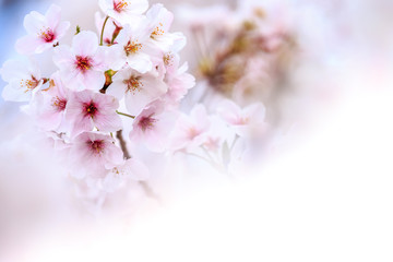 桜の花　春イメージ