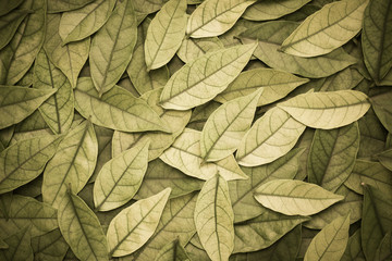 sepia tone. small leafs plant pattern background.