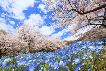 桜とネモフィラ　火の山公園トルコチューリップ園　山口県下関市 
Cherry...