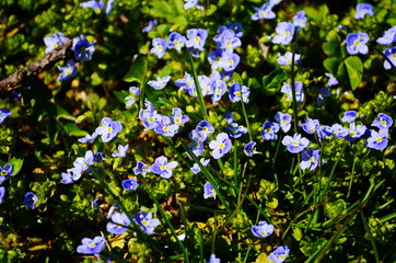 Blue flowers Veronica speedwell closeup in meadow