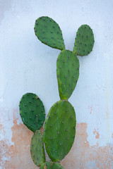 Single Nopal green cactus in front of an old wall with peeling white and orange paint