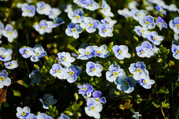 Blue flowers Veronica speedwell closeup in meadow