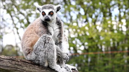 catta lemur monkey
