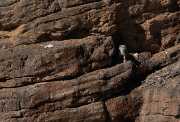 The Cubs of Snow Lepards on the cliff near Kibber village, Spiti valley of Himachal Pradesh, India