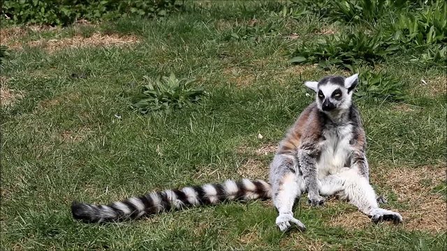 funny animal catta lemur monkey, sun bathe
