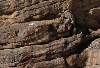 Snow Leoprad Cubs on the cliff near Kibber village, Spiti valley of Himachal Pradesh, India
