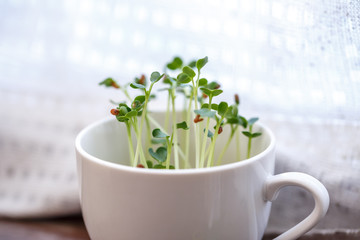 かいわれ大根の屋内栽培